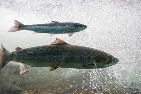 三文鱼逆流而上 挪威 斯塔万格地区 罗加兰 吕菲尔克风景线 这些河流中的鲑鱼是全球大西洋鲑鱼种群中非常重要的一部分流动气泡食物饮背景图片