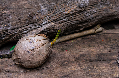 椰子干椰子的椰子幼苗 准备在木制背景上种植高清图片
