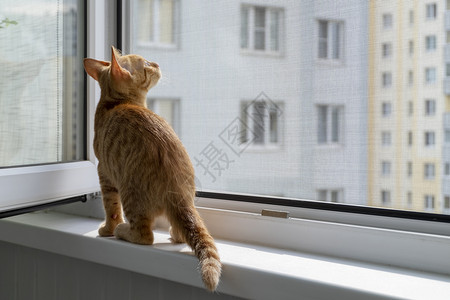 用保护性蚊子和防猫网在窗台上的枕头窗户爪子家畜焦虑房子猫咪蚊帐宠物虎斑昆虫背景图片