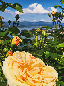 瑞士的花园 湖泊 山地和蓝色天空中美丽的玫瑰花朵 位于沃勒罗Wollerau 其背景 瑞士自然牡丹礼物生物植物香水生长香味园艺玫背景图片