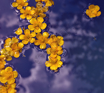 漂浮火花漂浮在紫色水面上的黄色花朵背景