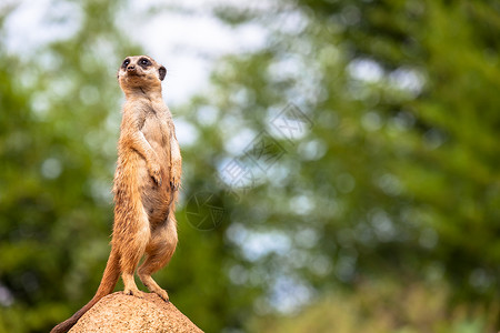 Meerkat监视和警惕 控制领土 警戒和保护该团体 7月1日安全警卫预防野生动物哺乳动物间谍服务警告防御危险背景