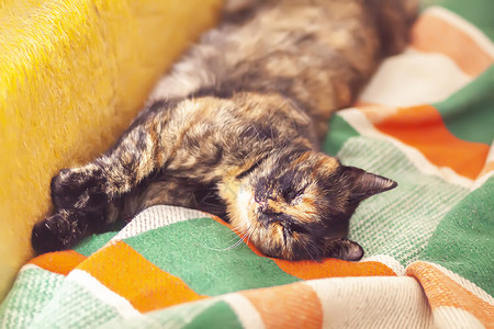 多彩猫在床上放松背景图片