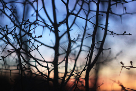 剪影树一棵树的树枝剪影在黎明苏阳光太阳季节宏观红色天空公园木头橙子环境背景