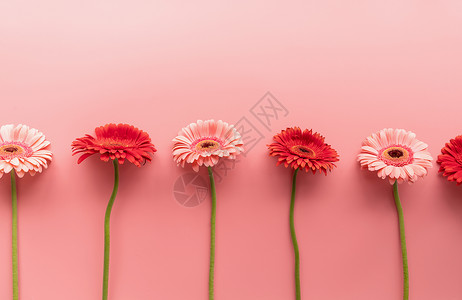 粉红色背景上生的红色和粉红色非洲菊雏菊艺术框架问候语庆典作品礼物生日卡片植物桌子背景图片
