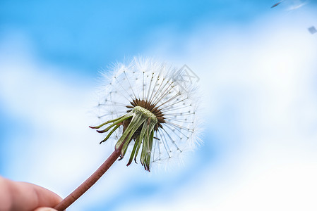 兰迪利翁的种子在蓝天风中吹散背景图片