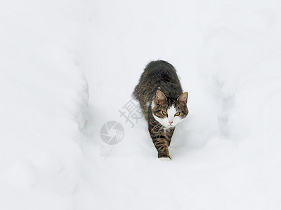 淡斑霜黑白猫在深雪中行走爪子蓝色哺乳动物新年毛皮耳朵家庭猫科动物荒野背景
