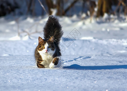 捕捉天气猫黑白猫在深雪中行走虎斑毛皮短发小猫蓝色冻结猫科家庭哺乳动物爪子背景