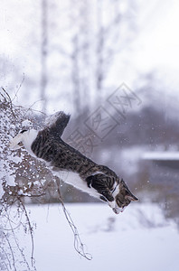 淡斑霜黑白猫在深雪中行走小猫头发尾巴爪子虎斑猫咪毛皮哺乳动物天气雪花背景