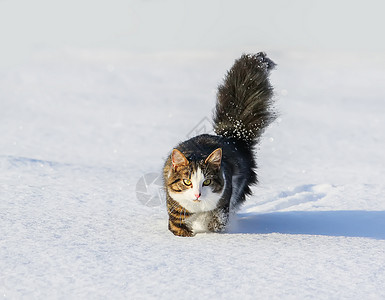 淡斑霜黑白猫在深雪中行走季节动物小猫新年耳朵爪子尾巴头发毛皮胡须背景