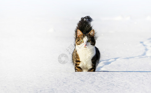 淡斑霜黑白猫在深雪中行走蓝色猫咪小猫头发尾巴季节新年天气毛皮哺乳动物背景