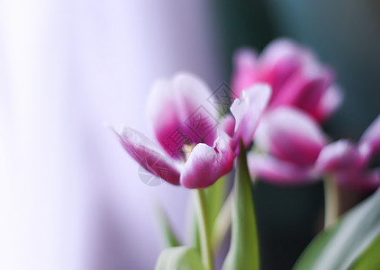 多愁善感的一束郁金香花展示纪念日植物群植物季节背景阳光婚礼生日邀请函背景