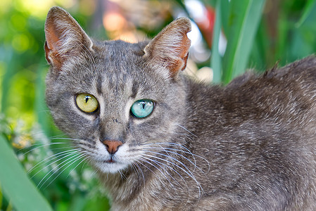 草原斑猫灰猫近距离贴近画像 其绿色草原背景有不同颜色的双眼胡须小猫动物公园花园虎斑草地宠物健康眼睛背景