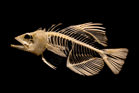 多美居黑底鱼的骨骼背景