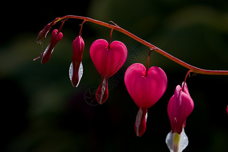 5朵出血的心花在微妙的树枝末端高清图片