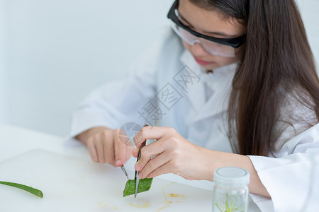 在实验室或课堂分析过程中 使用小科学家女孩的紧握手力压住Aloe vera并用刀片切成小碎片背景图片