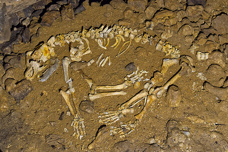 动物骨头洞穴熊骨骼的骨头 山洞熊骨骼科学古生物学北极熊山脉捕食者颅骨化石隧道灭绝洞穴学背景
