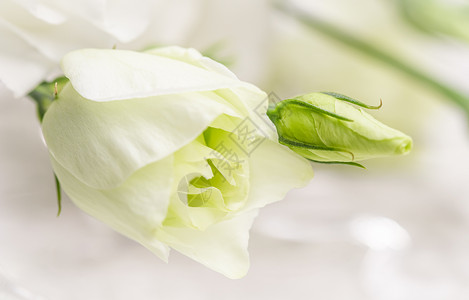 软焦点 抽象花岗背景 白色带芽的Eustoma花朵 用于假日品牌设计的宏花背景假期卡片婚礼礼物玫瑰周年邀请函环境庆典纪念日背景图片