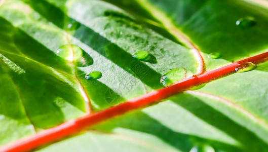 金色粒子雨下落抽象的绿色背景 有水下落的宏观巴豆植物叶子 自然背景气候热带植被环境花园生长品牌艺术植物群植物学背景