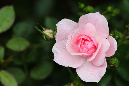 粉色名片设计粉红玫瑰Bonika 花园里有花蕾 适合背景贺卡设计生长假期横幅庆典叶子礼物玫瑰情怀衬套背景
