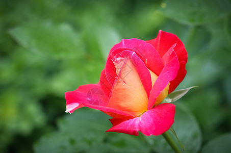 红色名片设计在阳光明媚的一天 花园里有露水滴落的美丽玫瑰红玫瑰 背景贺卡的理想花瓣庆典情怀宏观橙子礼物植物学季节植物群卡片背景