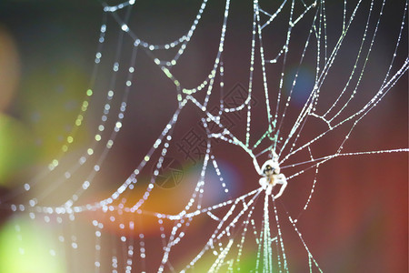 蜘蛛网上模糊的抽象蜘蛛或蜘蛛网上的天然雨滴高清图片