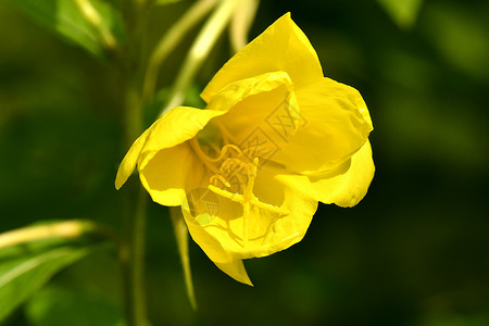 亚麻酸晚春 药用草药和鲜花背景