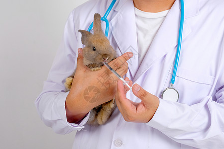 生病的兔子化学品科学家高清图片