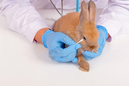 蓝兔子配有蓝手套的兽医利用棉芽检查兔子眼附近的情况 进行检查 )背景