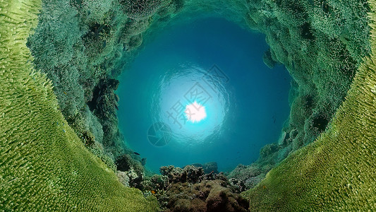 深似海珊瑚礁和热带鱼类 菲律宾风景旅游海景珊瑚场景野生动物动物浮潜景观潜水背景