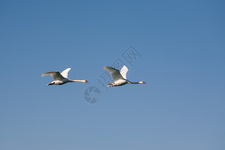 雪白漂亮天鹅两只天鹅在飞行中羽毛蓝色翅膀夫妻自由野生动物白色动物航班移民背景