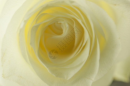 单身又怎么样美丽又柔软的白玫瑰紧贴起来花园纪念日墙纸假期玫瑰浪漫庆典花瓣宏观婚礼背景