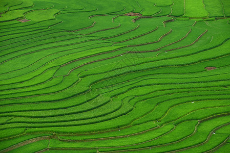 绿稻田植物生态土壤地球土地种植园环境食物场地阳台高清图片