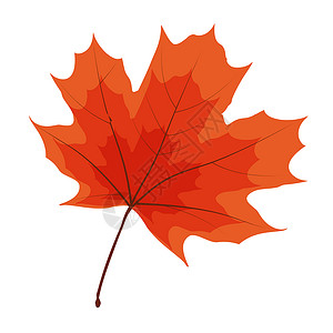 秋天的自然叶子图标矢量它制作图案橙子活动金子季节魔法感恩庆祝框架插图植物背景图片