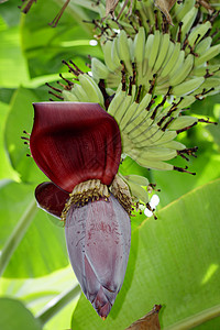 香蕉芽芭蕉科花瓣高清图片
