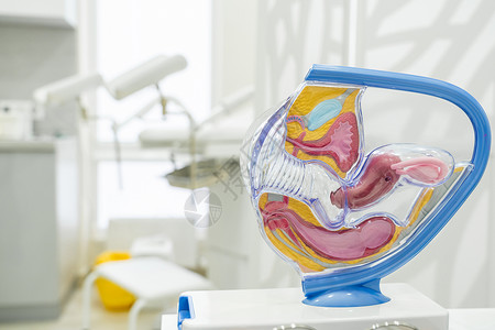 女性生殖器官解剖模型上子宫输卵管和卵巢的解剖高清图片