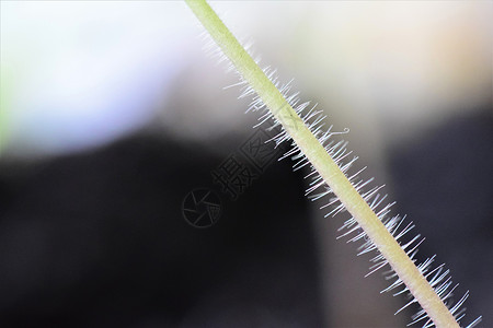 在模糊背景下 近距离靠近西红柿幼苗的尾巴背景图片