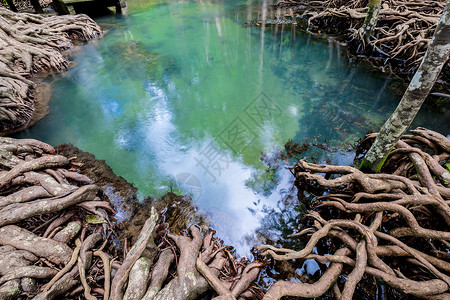 林根热带树根或沼泽林和水流中的Tha Pom红树林 泰国环境海岸蓝色公园水路旅行叶子运河养护沼泽背景
