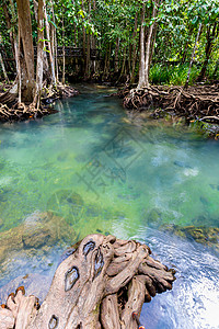 倒下树和沼泽生态系统养护高清图片
