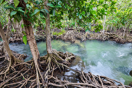 甲流常识泰国沼泽林和流动水中的热带树根或Tha pom红树林森林树干海岸养护沼泽塔蓬溪流丛林运河海滩背景