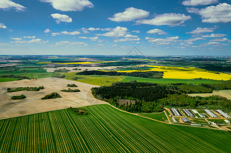 黄色油菜田和村庄的顶视图 白俄罗斯的一片油菜田 村庄是一片油菜田季节植物群国家油菜籽生态农业土地场地场景黄花背景图片