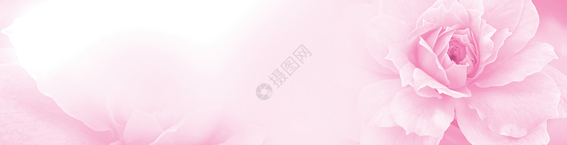 粉色标题柔和的粉红色红色玫瑰美丽的春天花朵绽放分支复古背景与贺卡或环境封面 模板 网页横幅和标题的免费复制空间背景