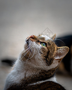 美丽的绿眼女流浪猫小可爱高清图片