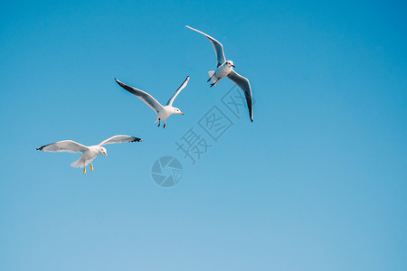 天空鸟的素材海鸥在天空中飞翔朋友们羽毛航班荒野自由鸟类伙伴照片家禽动物群背景