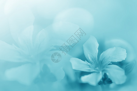 柔和的蓝绿色美丽的春花绽放分支背景与贺卡或环境封面横幅和标题的免费复制空间背景图片