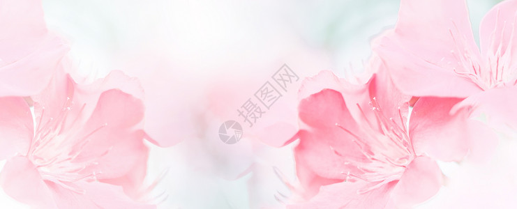 粉红色美丽的春花绽放分支背景与免费复制空间贺卡或环境封面横幅和标题背景图片