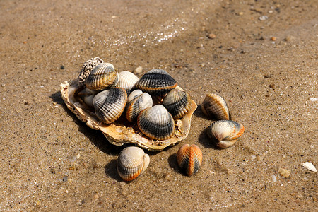 鸟蛤湾沙滩上常见的 食用盐水蛤肌肉海鲜食物微光火花假期盘子海洋动物贝类背景