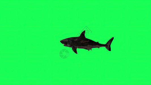 鲨鱼动画3d 插图绿屏中的鲨鱼背景生物屏幕游泳绿色濒危眼睛3d渲染攻击牙齿背景