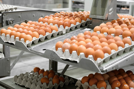 很多鸡蛋工厂鸡蛋生产 工人把鸡蛋放在传送器上 农业企业公司农民职业农场运输女士控制机器农业家禽包装背景