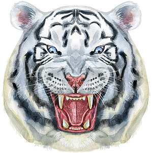 白色老虎手绘老虎 水彩画白虎头蓝眼睛背景